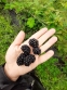 Fresh blackberries - 1