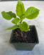 Gynura seedlings (Gynura procumbens) - 4