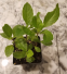 Gynura seedlings (Gynura procumbens) - 1
