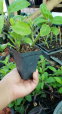 Gynura seedlings (Gynura procumbens) - 3