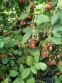 Fresh blackberries - 7