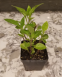Gynura seedlings (Gynura procumbens) - 5