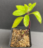 Gynura seedlings (Gynura procumbens) - 2